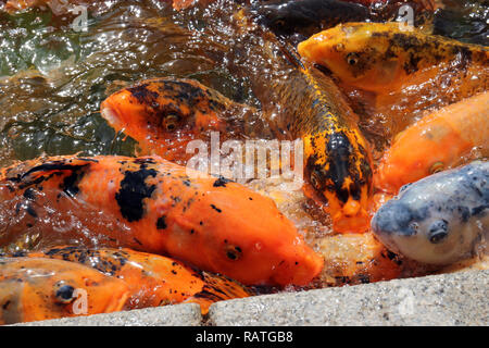 Eine Makroaufnahme eines Schärmen Masse von Koi Fisch warten zu füttern. Stockfoto