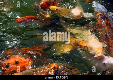 Eine Makroaufnahme eines Schärmen Masse von Koi Fisch warten zu füttern. Stockfoto