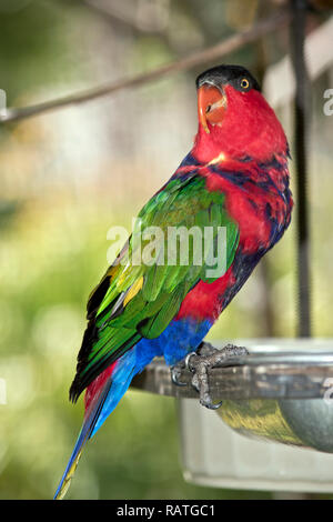 Die schwarze bedeckte lory ist auf einem Napf gehockt Stockfoto