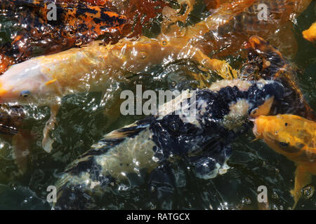 Eine Makroaufnahme eines Schärmen Gruppe von Koi Fisch warten zu füttern. Stockfoto