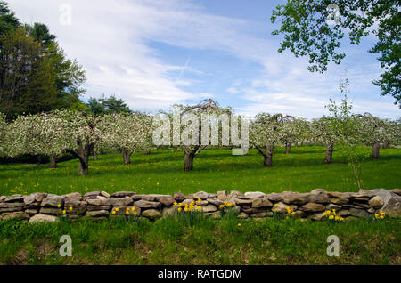 Schönen blühenden Frühling Apfelbäume in Reihen hinter klassischen New England Felswand im Frühjahr, Obstgarten Hänsel, Ansicht von der Straße Feder, USA Stockfoto