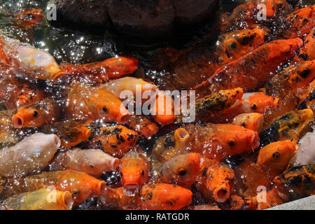 Eine Masse von Schwärmen Koi Fisch warten gefüttert zu werden. Stockfoto