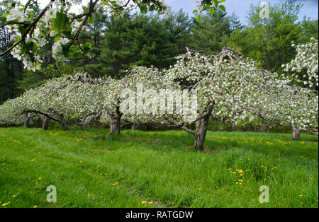 Wunderschöne Blumen auf blühende Frühling Apfelbäume in Zeilen an der North Yarmouth Maine im Frühjahr, USA Stockfoto