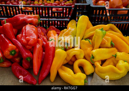 Rote und gelbe Paprika, Capsicum annuum, in den Garten für die Spende an Food Pantry, Yarmouth, ME geerntet, USA Stockfoto