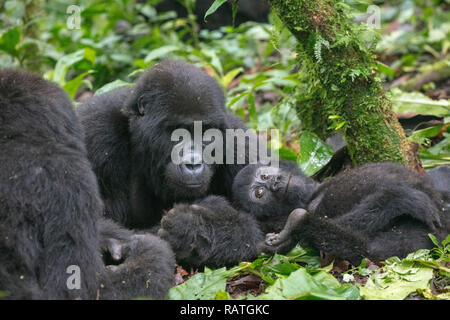 Mountain Gorilla Familie, Gorilla beringei beringei, Bwindi Impenetrable Forest Nationalpark, Uganda Stockfoto