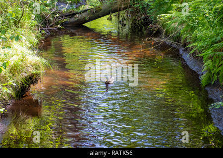 Wandern am See im Wurzacher Ried in Bad Wurzach, Deutschland Stockfoto