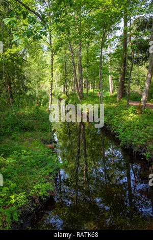 Wandern am See im Wurzacher Ried in Bad Wurzach, Deutschland Stockfoto