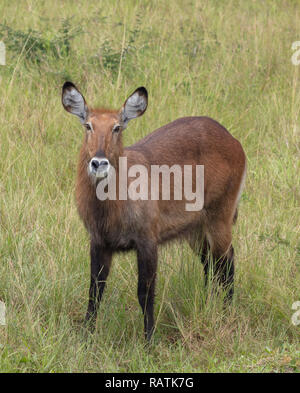 Weibliche Defassa Wasserbock, Kobus ellipsiprymnus ssp. defassa, Queen Elizabeth Park, Uganda, Afrika Stockfoto