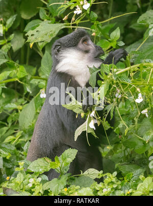 L'Hoest Monkey's (Cercopithecus lhoesti), oder die Berge Affe, ein guenon, Bwindi Impenetrable Nationalpark, Uganda, Afrika Stockfoto