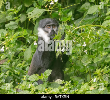 L'Hoest Monkey's (Cercopithecus lhoesti), oder die Berge Affe, ein guenon, Bwindi Impenetrable Nationalpark, Uganda, Afrika Stockfoto