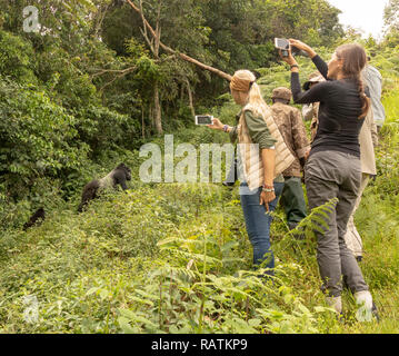 Touristen auf Safari beobachten und fotografieren Berggorillas, Bwindi Impenetrable Forest, Uganda, Afrika Stockfoto