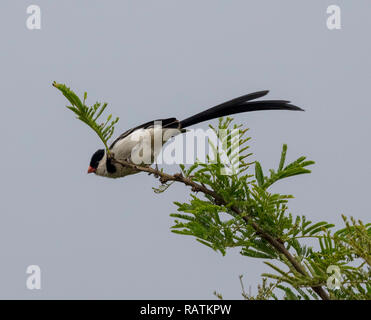 Pin-tailed whydah (Vidua macroura), ein kleiner Singvogel mit einem auffallenden Wimpel - wie Schwanz, Queen Elizabeth National Park, Uganda, Afrika Stockfoto