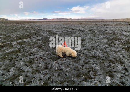 Ein weißer Dackel Hund auf dem Trockenen, Urmia See, den zweitgrößten Salzsee der Welt Stockfoto