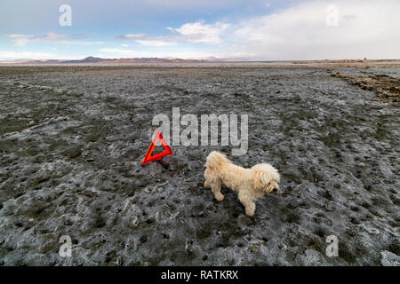 Ein weißer Dackel Hund auf dem Trockenen, Urmia See, den zweitgrößten Salzsee der Welt Stockfoto