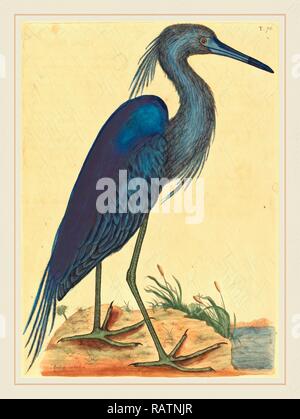 Mark Catesby, Englisch, (1679-1749), der Blue Heron (Ardea coerulea), erschienen 1731-1743, handkolorierte Radierung neuerfundene Stockfoto