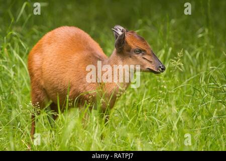 Rote Wald Duiker Stockfoto