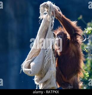 Orang-utan Nahaufnahme Stockfoto