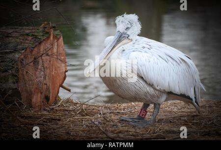 Krauskopfpelikan auf einem Steg Stockfoto