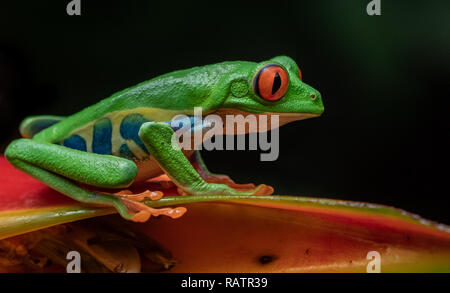 Red eyed Laubfrosch in Costa Rica Stockfoto