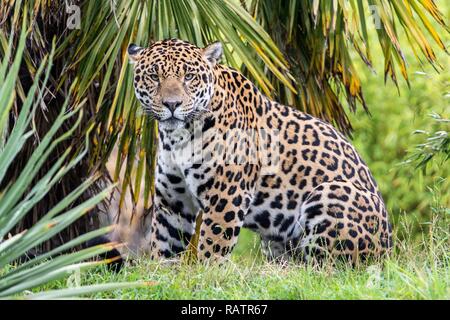 Nahaufnahme Foto von einem Jaguar Stockfoto