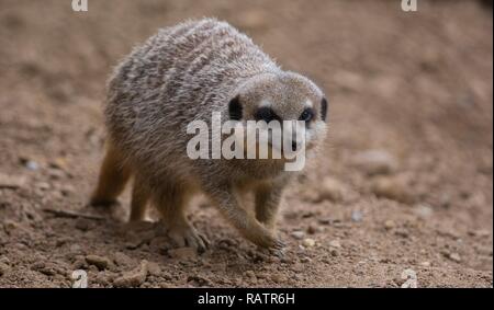 Ein Erdmännchen auf Sand Stockfoto