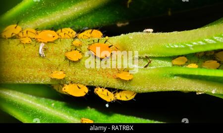 Eine Kolonie von Oleander Blattläuse (Aphis nerii) auf dem Schaft eines Oleander Baum. Foto bei Dämmerung in Houston, TX. Stockfoto