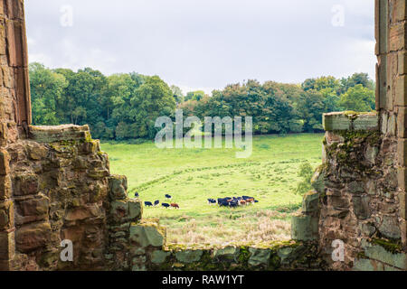 Kühe grasen in der Landschaft durch alte mittelalterliche Struktur gesehen Stockfoto