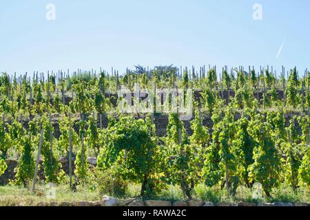 Terrassen von Reifen Weinreben unter einem blauen Himmel Stockfoto