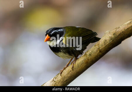 Orange-billed Sparrow (Arremon aurantiirostris) Stockfoto