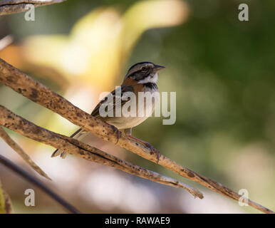 Rufous-Kragen Sparrow (Zonotrichia Capensis) Stockfoto