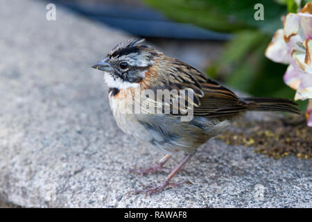 Rufous-Kragen Sparrow (Zonotrichia Capensis) Stockfoto