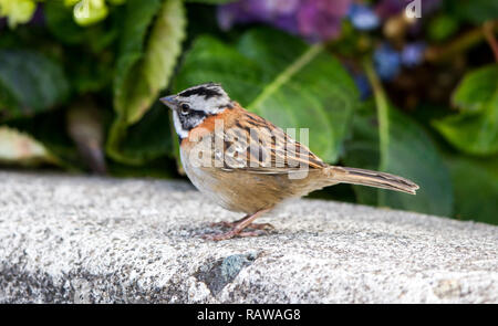 Rufous-Kragen Sparrow (Zonotrichia Capensis) Stockfoto