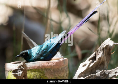 Long-tailed Glossy Starling (Lamprotornis caudatus) Stockfoto