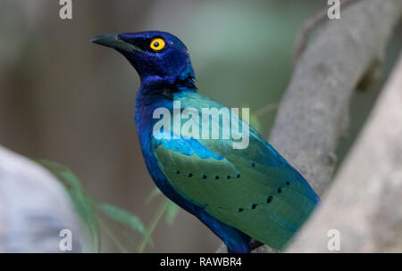 Lila glänzend Starling (Glanzstare Purpureus) Stockfoto