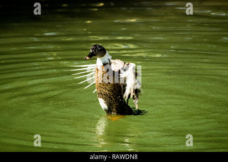 Weibliche Stockenten im Winter Gefieder waschen und schüttelte das Wasser im See Stockfoto