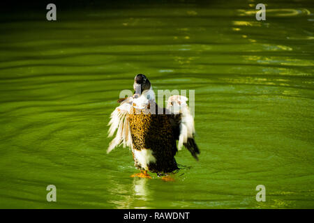 Weibliche Stockenten im Winter Gefieder waschen und schüttelte das Wasser im See Stockfoto