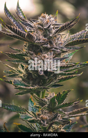 Künstlerische cannabis Bild der hohen Ast mit Blätter und nugs zur Ernte bereit angezeigt Stockfoto