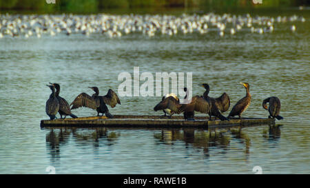 Gruppe, Herde der Schwarzen Kormorane mit outstretced Flügel auf schwimmende Plattform Stockfoto