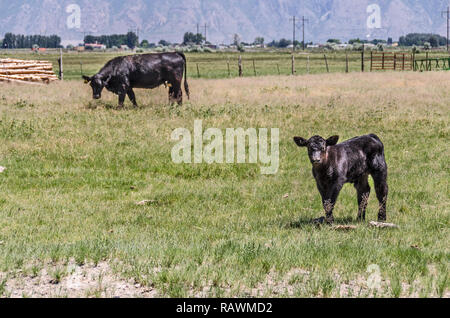 Schwarze Kuh und Kalb in einem Feld. Fokus auf der Wade. Stockfoto