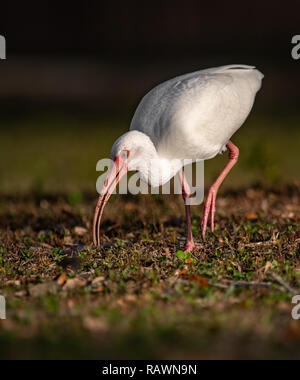 Weißer Ibis in Florida Stockfoto