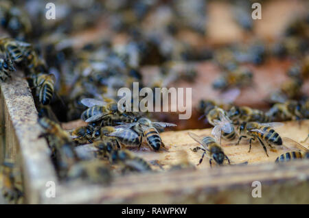 Eine Nahaufnahme von bienenvolk im Bienenkorb, wenn ein imker ist die Öffnung der Bienenkorb zu Ernten und Honig mit einem geringen Tiefenschärfe erfassen Stockfoto