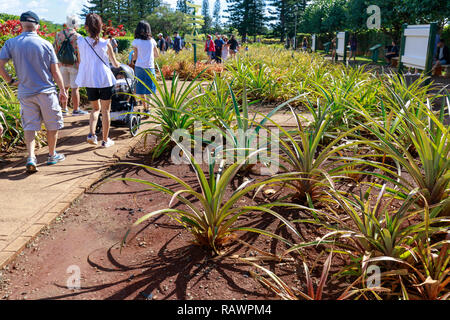 Wahiawa, Hawaii - Dec 25, 2018: Blick auf die Dole Ananasplantage in Wahiawa, Tour Ziel Stockfoto