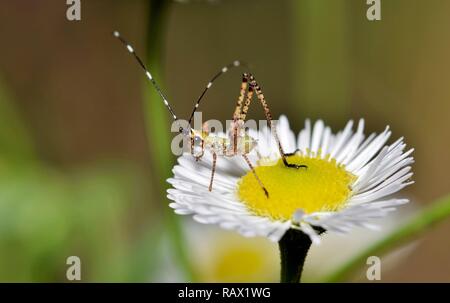 Ein winziges Bush Katydid Nymphe sitzt auf einem frischen Daisy, scheinbar seine Umgebung zu Überblicken. Frühling in Texas ist eine Aufregung der Insekten Aktivität im Frühling. Stockfoto