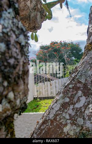 Blick von der Spiderweb im Baum Stockfoto