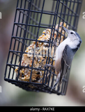 Weissbrustnuthatch, die Samen von Futterfuttern im städtischen Hof füttert (Sitta carolinensis) Stockfoto