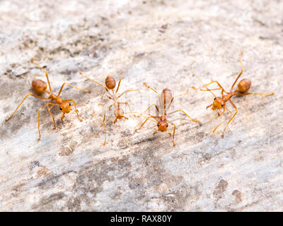 Ansicht von oben und close-up-Bild der roten Ameisen Gruppe (Oecophylla smaragdina F.) Jagen auf Bedrohung auf Zementboden Stockfoto