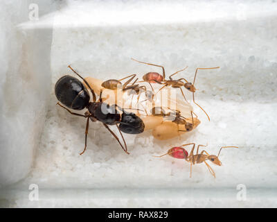 Super Nahaufnahme der Arbeitnehmer Ameisen (camponotus Sp.) die Pflege der Königin ant, Eier, Larven und Puppen in Reagenzglas Stockfoto