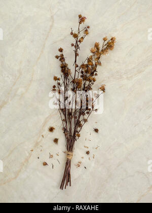 Ansicht von oben Bukett von getrockneten und verwelkte Rot-braune Gypsophila Blumen auf matt Marmor Hintergrund Stockfoto