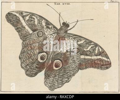 Suriname giant Butterfly XVIII, Jan Luyken, Jan Claesz zehn Hoorn, 1680. Neuerfundene durch Gibon. Klassische Kunst mit einem Neuerfundene Stockfoto