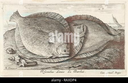 Drei Fischen am Strand, Brill, Scophthalmus rhombus, einer Spezies von plattfisch in der Steinbutt Familie. Neuerfundene Stockfoto